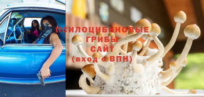 Псилоцибиновые грибы Magic Shrooms  где найти   Елабуга 